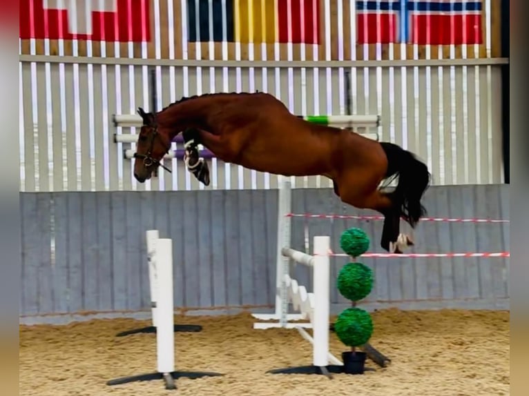 Zangersheide Wałach 4 lat 158 cm Gniada in Wijchmaal