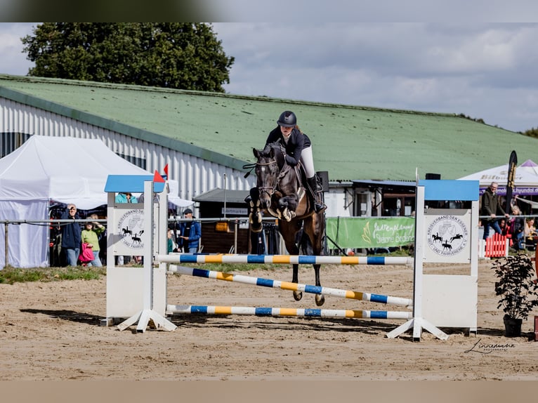 Zangersheide Wałach 4 lat 160 cm Ciemnogniada in Velbert