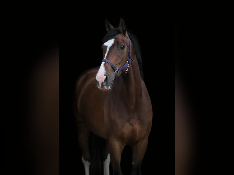 Zangersheide Wałach 4 lat 162 cm Ciemnogniada in Königsbach-Stein