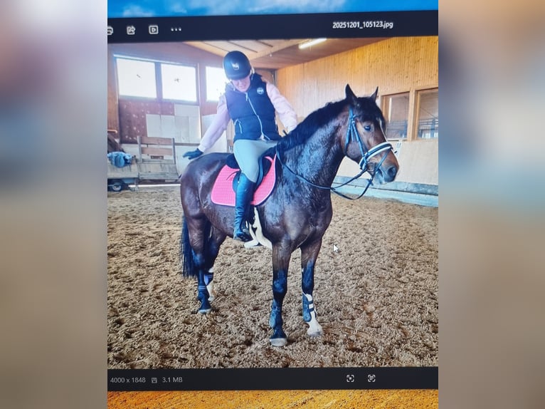 Zangersheide Wałach 4 lat 162 cm Ciemnogniada in Leibelbach