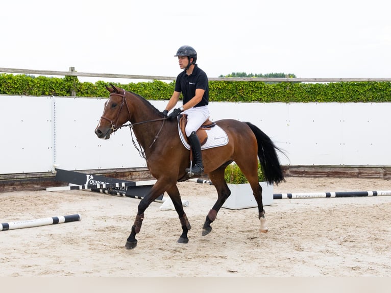 Zangersheide Wałach 4 lat 165 cm Ciemnogniada in Waddinxveen