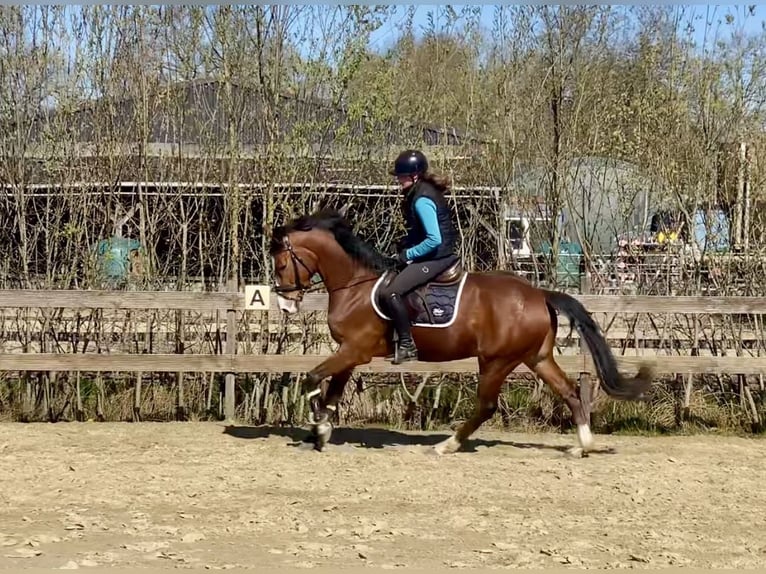 Zangersheide Wałach 4 lat 165 cm Gniada in Hude (Oldenburg)Hude