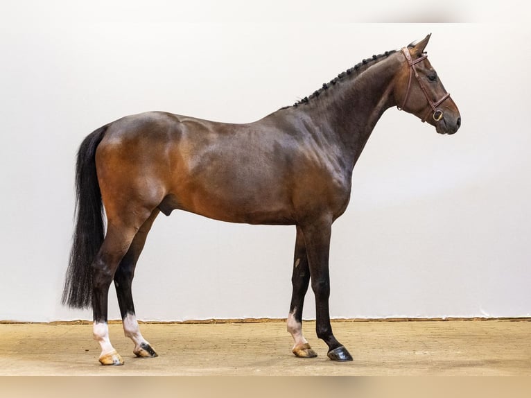 Zangersheide Wałach 4 lat 165 cm Gniada in Waddinxveen