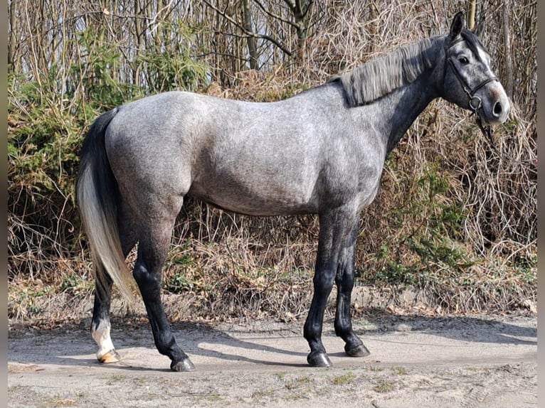 Zangersheide Wałach 4 lat 165 cm Siwa in Żabia Wola