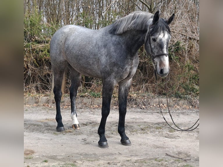 Zangersheide Wałach 4 lat 165 cm Siwa in Żabia Wola