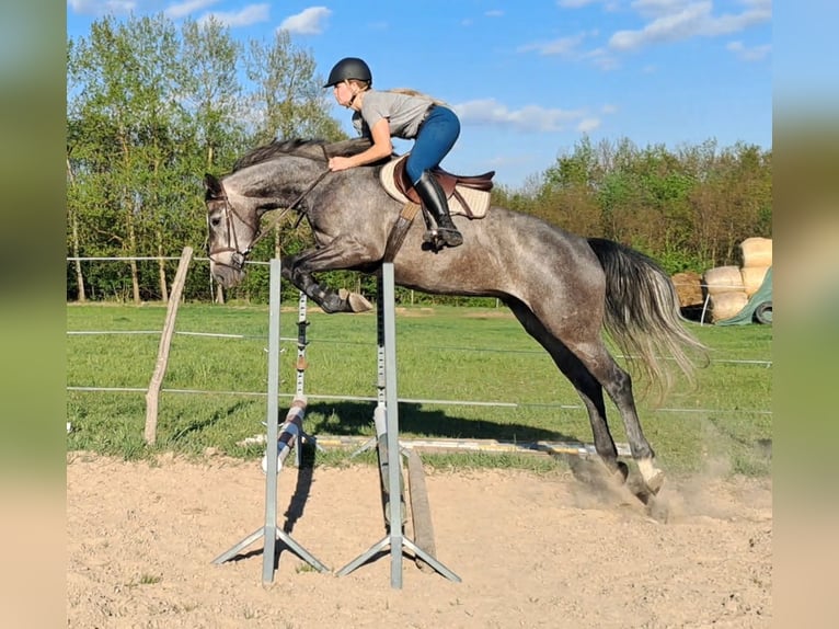 Zangersheide Wałach 4 lat 165 cm Siwa in Żabia Wola