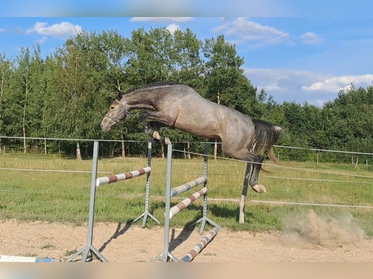 Zangersheide Wałach 4 lat 165 cm Siwa in Żabia Wola