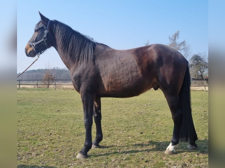 Zangersheide Wałach 4 lat 166 cm Gniada in Raciszów