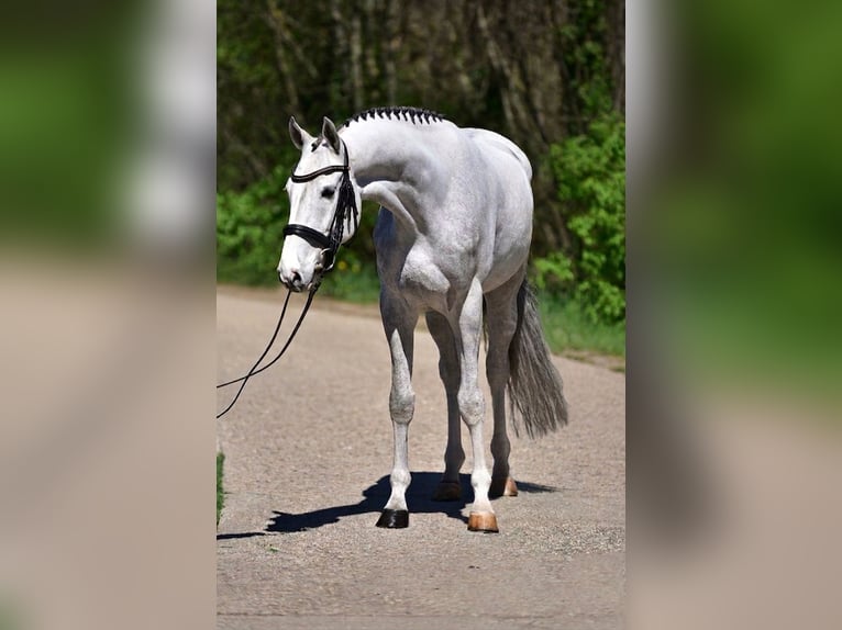 Zangersheide Wałach 4 lat 166 cm Siwa in Békésszentandrás