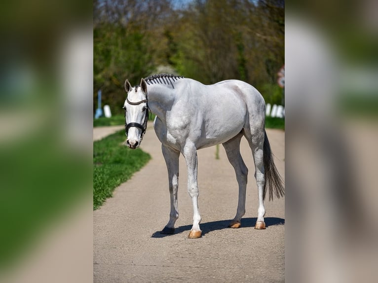 Zangersheide Wałach 4 lat 166 cm Siwa in Békésszentandrás