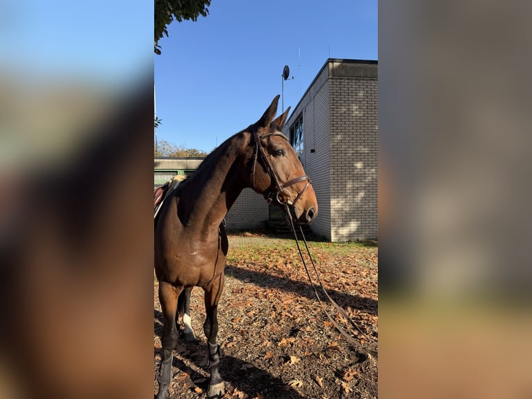 Zangersheide Wałach 4 lat 168 cm Ciemnogniada in Warendorf