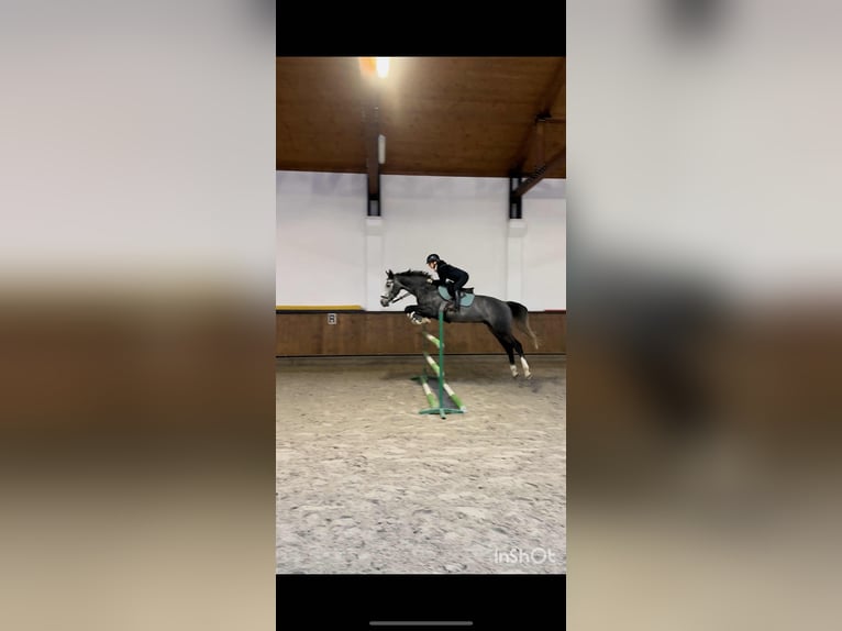 Zangersheide Wałach 4 lat 168 cm Siwa in Wisła