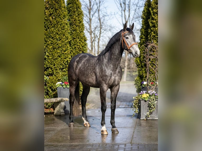 Zangersheide Wałach 4 lat 172 cm Siwa in Mõr