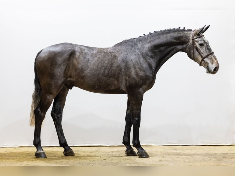 Zangersheide Wałach 4 lat 172 cm Siwa in Waddinxveen