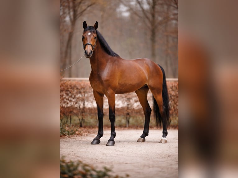 Zangersheide Wałach 4 lat 174 cm Gniada in Margarethen am Moos