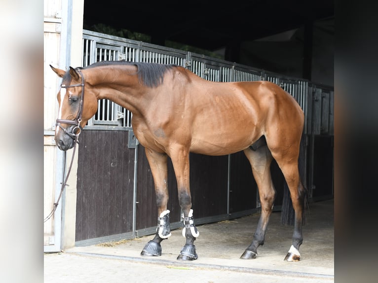 Zangersheide Wałach 4 lat 175 cm Gniada in Geilenkirchen