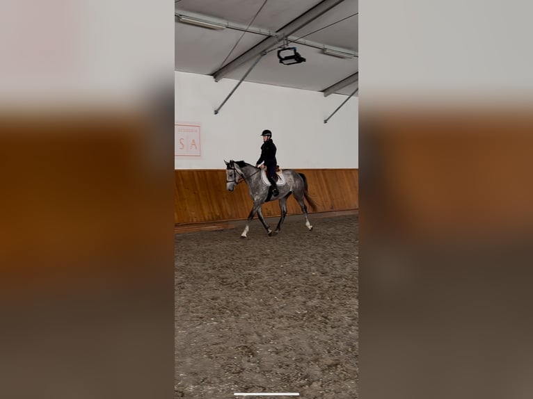 Zangersheide Wałach 4 lat 175 cm Karosiwa in Tabajd