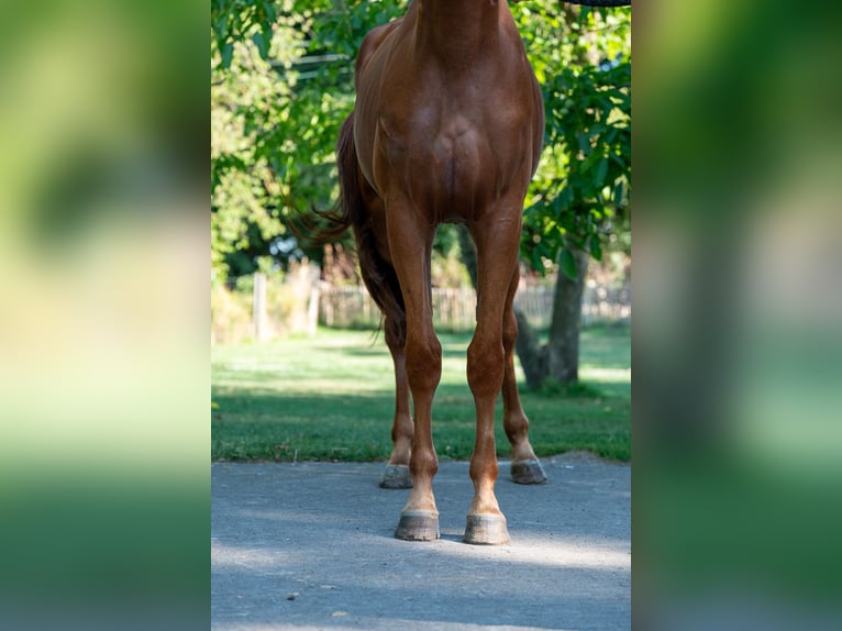Zangersheide Wałach 4 lat 175 cm Kasztanowata in GROTE-BROGEL