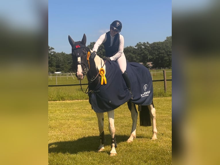 Zangersheide Wałach 4 lat 175 cm Srokata in Bocholt