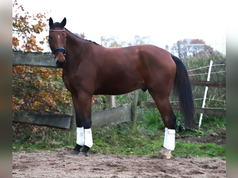 Zangersheide Wałach 4 lat 176 cm Gniada in Wachtendonk