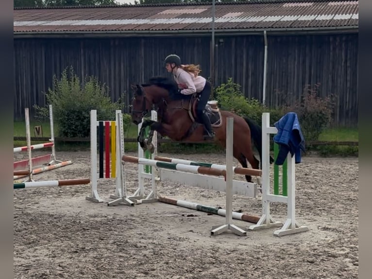 Zangersheide Wałach 5 lat 148 cm Gniada in Borstel