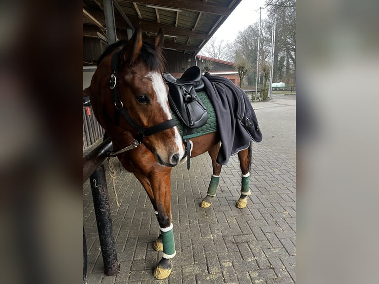 Zangersheide Wałach 5 lat 153 cm Ciemnogniada in Ahaus