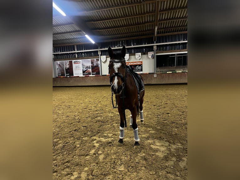 Zangersheide Wałach 5 lat 153 cm Ciemnogniada in Ahaus