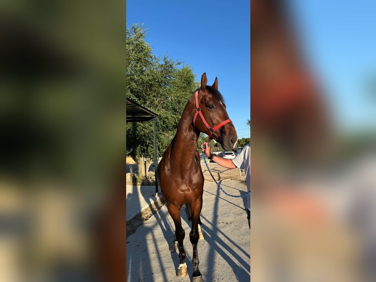 Zangersheide Wałach 5 lat 165 cm Ciemnogniada in Madrid