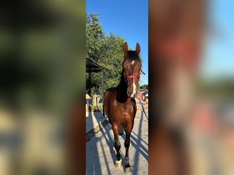 Zangersheide Wałach 5 lat 165 cm Ciemnogniada in Madrid