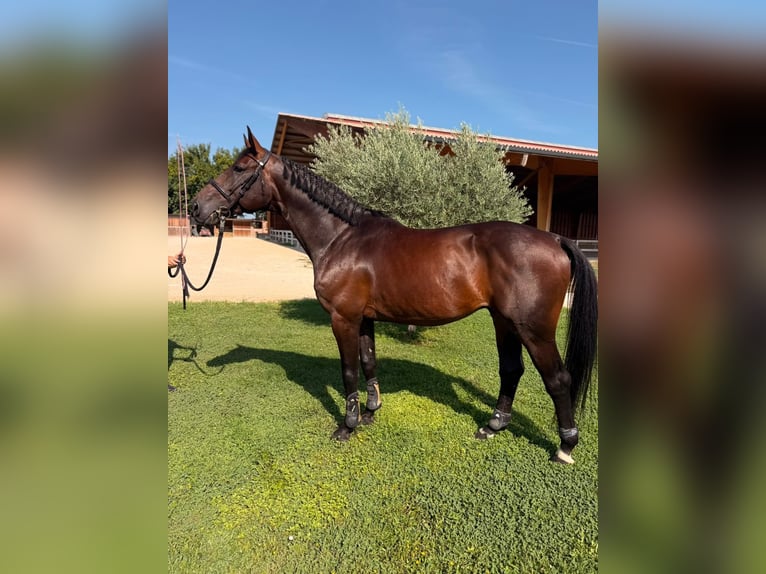 Zangersheide Mix Wałach 5 lat 165 cm Gniada in Saint Avé