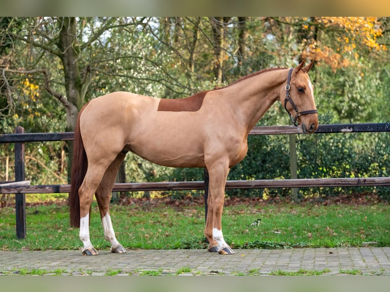 Zangersheide Wałach 5 lat 165 cm Kasztanowata in Wijchmaal