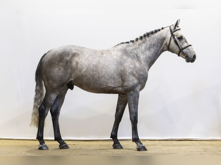 Zangersheide Wałach 5 lat 165 cm  in Waddinxveen