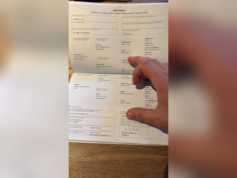 Zangersheide Wałach 5 lat 167 cm Siwa in Mor