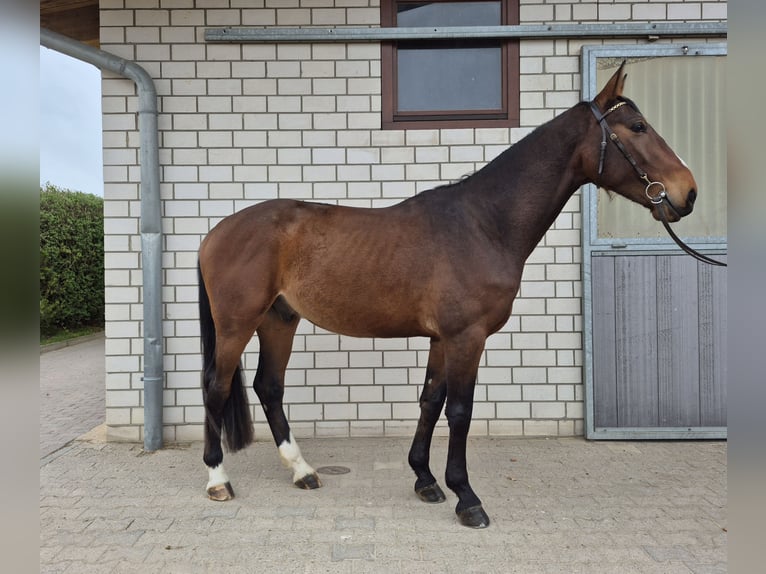 Zangersheide Wałach 5 lat 168 cm Gniada in Bornheim