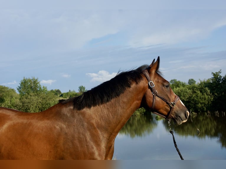 Zangersheide Wałach 5 lat 168 cm Gniada in Jarosławiec
