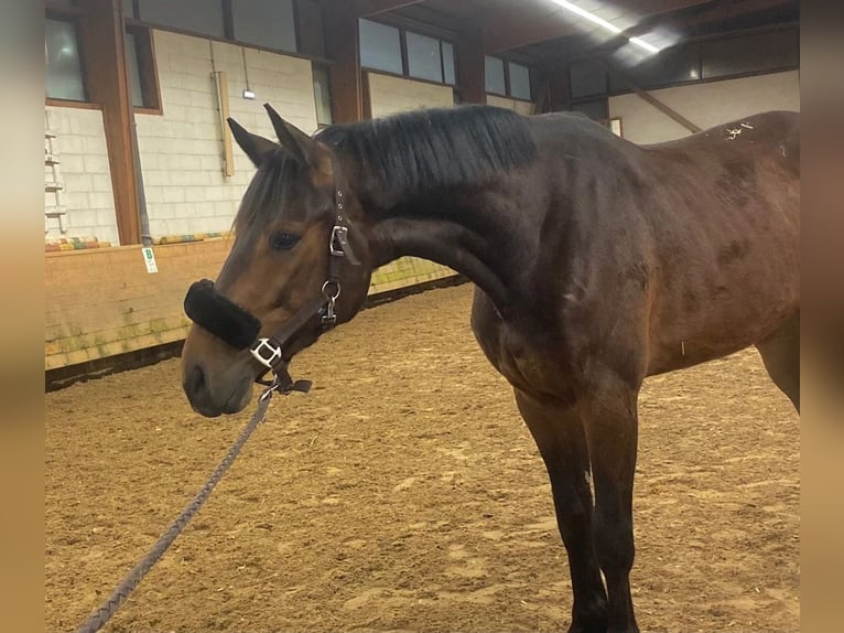 Zangersheide Wałach 5 lat 170 cm Ciemnogniada in Manosque