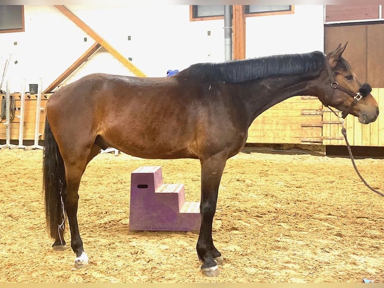 Zangersheide Wałach 5 lat 170 cm Ciemnogniada in Manosque