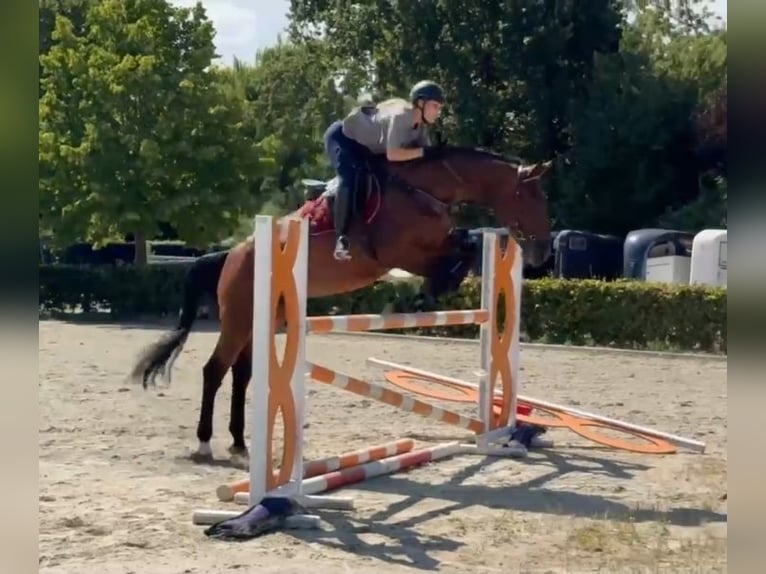 Zangersheide Wałach 5 lat 170 cm Gniada in Kaldenkirchen