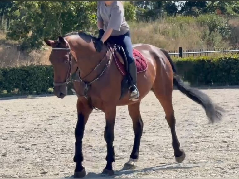 Zangersheide Wałach 5 lat 170 cm Gniada in Kaldenkirchen