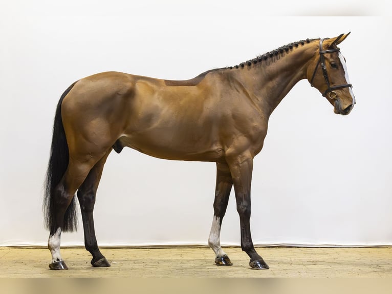 Zangersheide Wałach 5 lat 170 cm Gniada in Waddinxveen