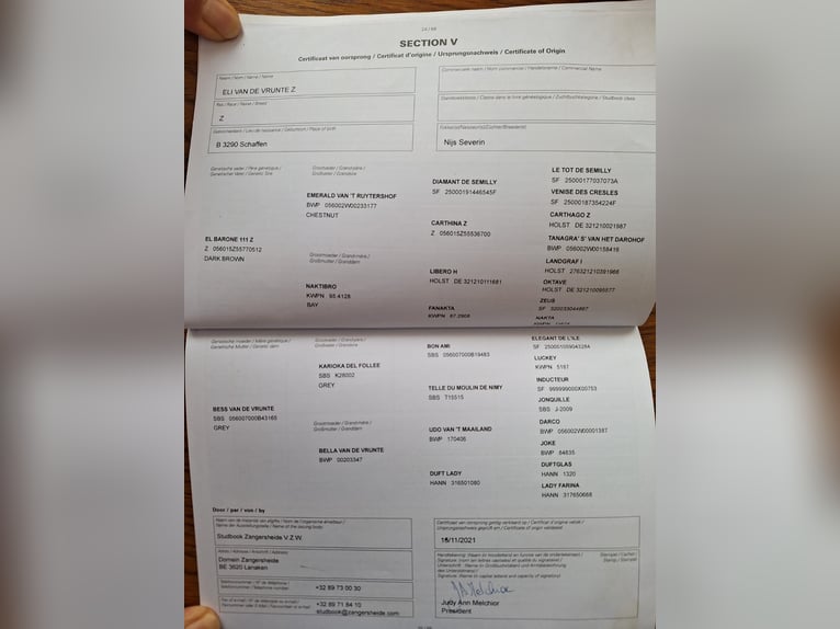 Zangersheide Wałach 5 lat 170 cm in Békéscsaba