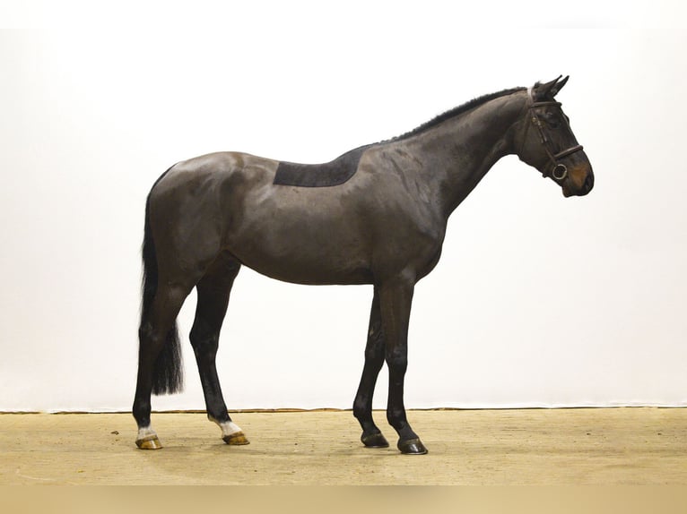 Zangersheide Wałach 5 lat 170 cm in Waddinxveen