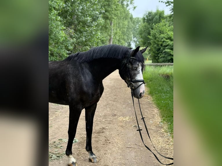 Zangersheide Wałach 5 lat 171 cm Karosiwa in Willich