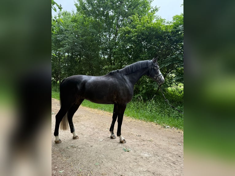 Zangersheide Wałach 5 lat 171 cm Karosiwa in Willich