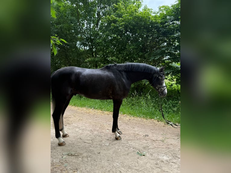 Zangersheide Wałach 5 lat 171 cm Karosiwa in Willich