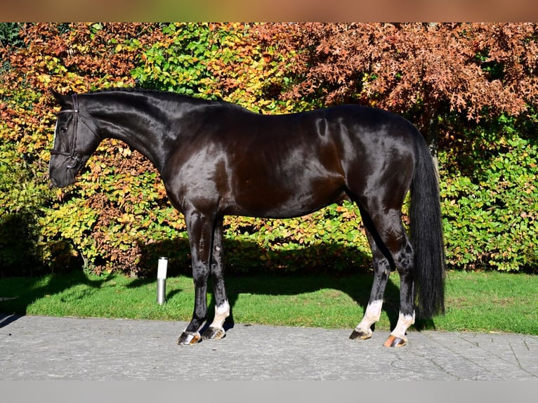 Zangersheide Wałach 5 lat 172 cm Ciemnogniada in Bladel