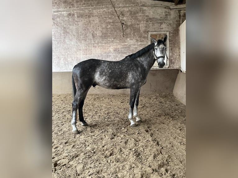 Zangersheide Wałach 5 lat 172 cm Siwa jabłkowita in Ratingen