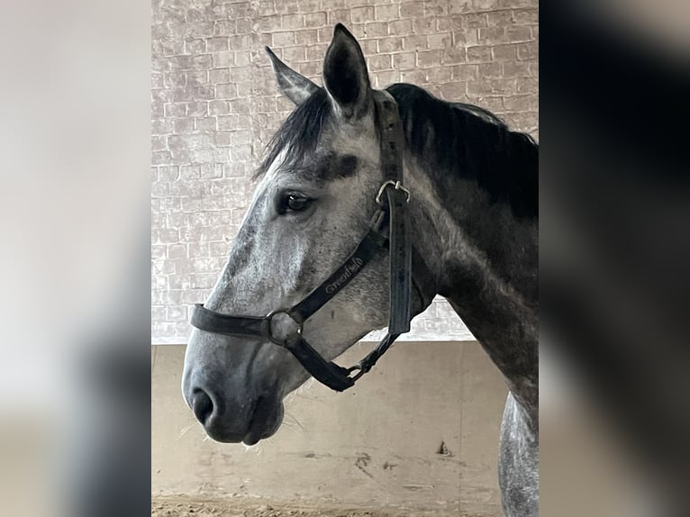 Zangersheide Wałach 5 lat 172 cm Siwa jabłkowita in Ratingen