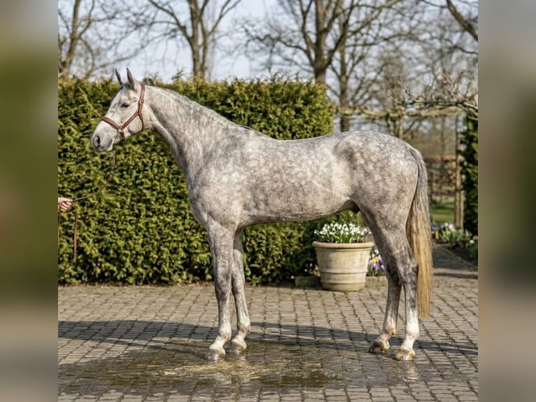 Zangersheide Wałach 5 lat 172 cm Siwa in Mór