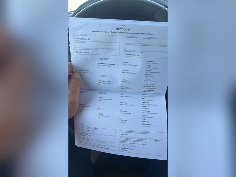 Zangersheide Wałach 5 lat 172 cm Siwa in Mór